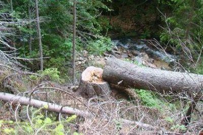 Дърво премаза 16-годишен край Смолян